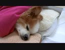 お布団でぬくぬくするワンコ（パピヨン）3