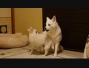 陽キャ犬「うぇえいｗ回転ヒップアタックｗｗ回転ヒップアタックｗｗ」陰キャ犬「やめろ・・・」陽キャ犬「回転ヒップアタックｗ」陰キャ犬「( ∪`ω´)やめろ！」陰キャ犬がガチギレしたら・・・