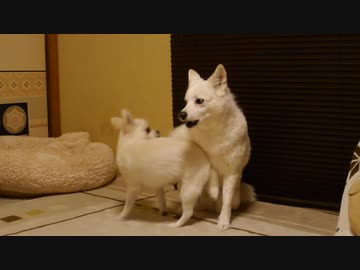 陽キャ犬「うぇえいｗ回転ヒップアタックｗｗ回転ヒップアタックｗｗ」陰キャ犬「やめろ・・・」陽キャ犬「回転ヒップアタックｗ」陰キャ犬「( ∪`ω´)やめろ！」陰キャ犬がガチギレしたら・・・