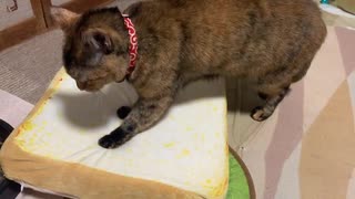 パンこね職人猫
