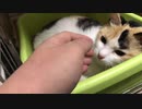 猫の組織からの刺客のオス三毛猫、様々な異変が発覚する