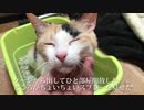 【閲覧注意】オス三毛猫、てんかんの発作を起こす