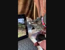 NANAさんに猫の喧嘩動画をみせてみた。