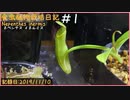 食虫植物栽培日記 Nepenthes inermis＃1《ウツボカズラ》