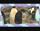 【ポケモン剣盾】水族館パでワイワイバトル：２【シングルフレ戦】