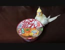 大晦日！いいちこインコ オススメの年越し蕎麦！