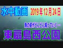 水中動画（2019年12月24日）in 東扇島西公園