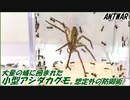 蟻の巣に入り込んだ小型アシダカグモの末路。