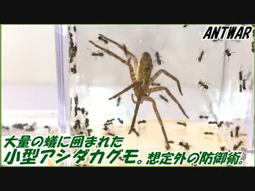 蟻の巣に入り込んだ小型アシダカグモの末路。