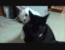 先住ネコさんが新入りネコさんに勝てない