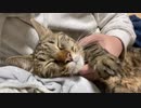 数奇な猫の縁、交わって生きる2019年