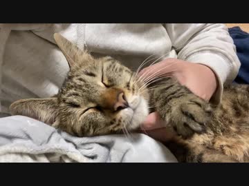 数奇な猫の縁、交わって生きる2019年