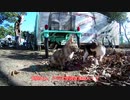 【ゆっくり】時雨梓の島猫レポート　Vol.04【旅動画】