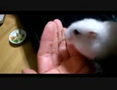 ハムスター飼いました。その86～ハムスターと大晦日～