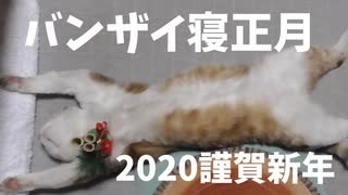 2020年も開幕バンザイで始まるうちの猫。