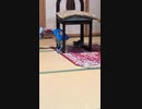 ウズラがトンボを食べる動画