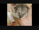 【ハムスター】さらちゃんのさらさら活動日記その10(声なし)