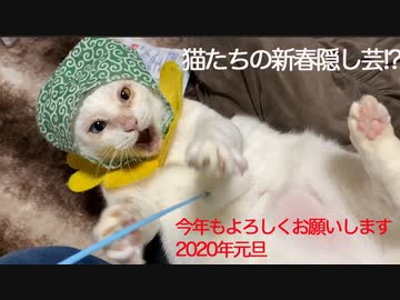 珍妙猫たち、2020年新春の縁起物を披露する