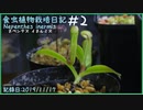食虫植物栽培日記 Nepenthes inermis＃2《ウツボカズラ》