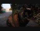 猫 新年あけましておめでとうございます。今年も宜しくお願い致します。