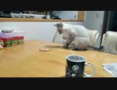 「ねこの奇妙な冒険」突きのラッシュ（オラオラオラオラ）