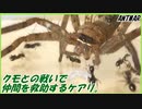 アシダカグモとの戦いの中で傷ついた仲間を助けるアリ。