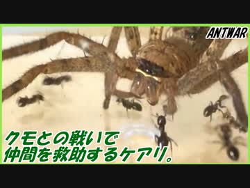 アシダカグモとの戦いの中で傷ついた仲間を助けるアリ。