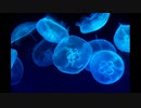 [Music] 深海に生きる- 騒音のない世界