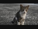 【ゆっくり】時雨梓の島猫レポート　Vol.05【旅動画】