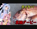 永遠の釣りビギナー琴葉姉妹 PART3 舞鶴タイラバリベンジ