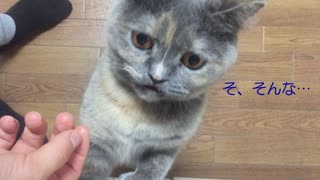 【可愛い】猫ちゃんに手でご飯をあげた結果