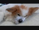 ふわふわなマットの上でまったりするワンコ（パピヨン）
