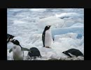 [Music] ジェットペンギン- 騒音のない世界
