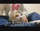 てんかん持ちのオス三毛猫、投薬と療養を経て徐々に珍妙になる