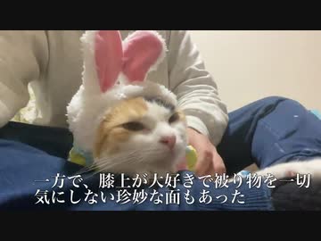 てんかん持ちのオス三毛猫、投薬と療養を経て徐々に珍妙になる