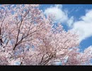 Sakurasa-Csikos（さくらさくら＋？）