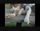 【時はきた！】オッサン猫が、りりしくなる瞬間