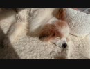 日向ぼっこするワンコ（パピヨン）2