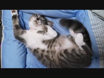 因縁のコネコチャン、里親様の元へと巣立ちのとき