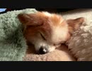 ブランケットに包まれてすやすやするワンコ（パピヨン）2