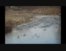 飛べでかぴよ