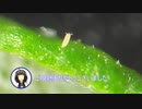 ヨモギ実況001（ヨモギに寄生する生物たち）