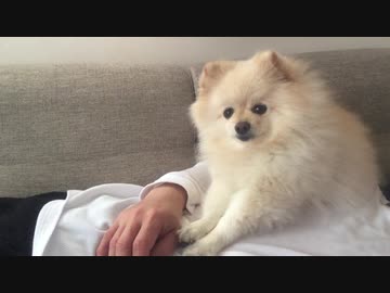 飼い主の上でリラックスするポメラニアンモモ