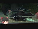 ゆっくりれいむのアクア放浪記　#53　浅虫水族館