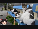 【ゆっくり】時雨梓の島猫レポート　Vol.06【旅動画】