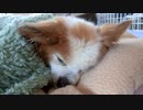 ブランケットに包まれてまったりするワンコ（パピヨン）2