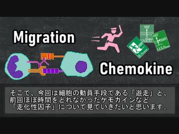【ゆっくり解説】組織への遊走と走化性因子