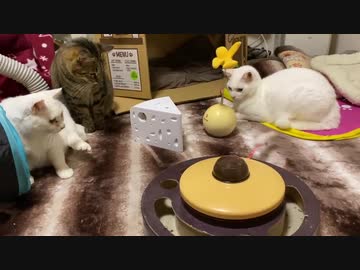 アメリカからやってきた猫おもちゃ、珍妙な猫たちを怯ませる　