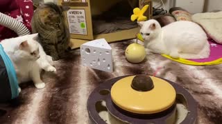 アメリカからやってきた猫おもちゃ、珍妙な猫たちを怯ませる　