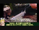 【水底計画】part5「ブラントノーズガー　成長報告」